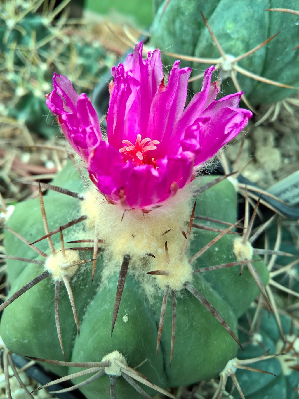 Echinocactus horizonthalonius Cuatrocienegas